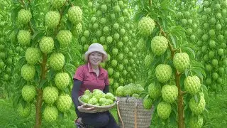Harvesting Custard apple Go to Market Sell – How to make fried spring rolls | Thu Harvest Daily Life