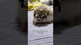 Hedgehog can get asitems. #healing #animals #cute #hedgehog #shortvideo