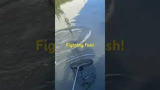 Fighting fish! #fishing #cruciancarp #perch #carp #fish #angler #angling #relax #carpfishing #tench