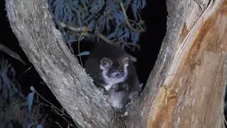 Southern Greater Glider, Strathbogie Forest