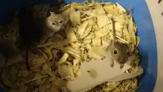 Rescue Gerbil Litter July 2018