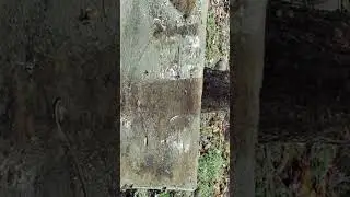 বসন্তে বৃষ্টি পড়ে ...#trending #trendingshorts #love #viral #viralvideo #viralshorts #shorts