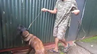 Systematic search | Detection work on walls | Intensive Search | Reward K9
