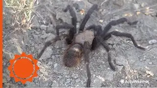 Fall tarantula migration underway in southeast Colorado | AccuWeather