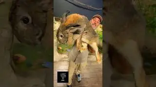 Before And After Animals Transformation 💥#animals #trending #shorts