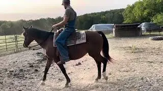 Remember CLOVER?! The rescued mare who had a surprise draft cross foal!
