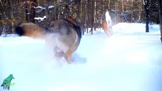 Wolves chasing deer in northern Minnesota