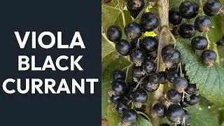 Viola Black Currant Taste Test and Growing Guide &ndash; Dingdong's Garden