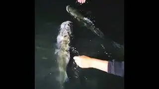 #Shorts GIANT SEABASS🤯 #SPRO #Popeye #Seabass #Labrax #Bar #Zeebaars
