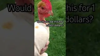 Animals are friends not food!