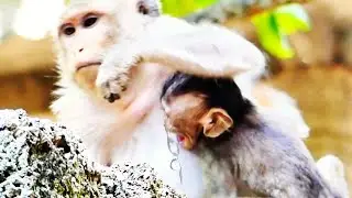 Spoiled Bean Loudly Scream When Mother Rejected Milk​ | Wild Monkey Family