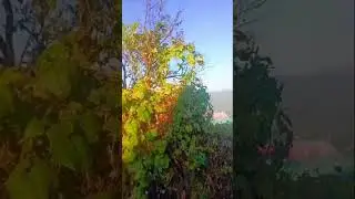 Village#uttarakhand#mountains#uttarakhandculture#youtube#shorts#video