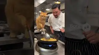 Annoyed Cat Cooking Fried Rice in Hotel Kitchen #catvideo #funnycatsvideo #aivideo