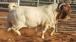 Reprodutor Boer Goat Mister Bode