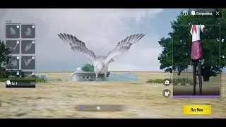 How to get eagle/COMPANION  in pubg for free