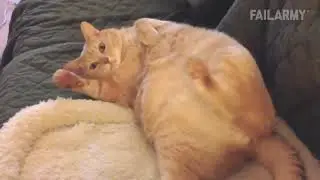 Les r&acirc;t&eacute;s de chats les plus dr&ocirc;les - Vid&eacute;ogag - Compilation avril 2017