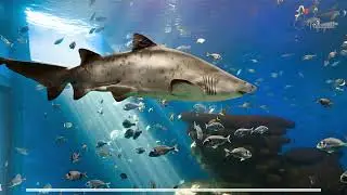 Artis Royal Zoo, Amsterdam Guide - What to do, When to visit, How to reach, Cost  Tripspell