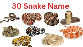 30 Snake Names for Kids learn all types of snakes with kids fun #kids 