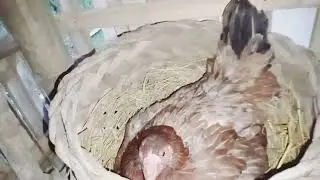 Native Chicken Farming | Free range Chicken Farming |