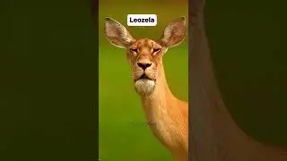 Misturando animais #curiosidades #humor