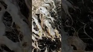 Как осветлить афро-волосы до платинового блонда из натуральных вьющихся волос