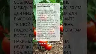 Как вырастить томаты в открытом грунте