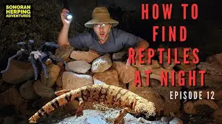 Finding Snakes at Night: Tips and Secrets for Finding Herps At Night