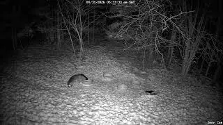 Red Fox 1-31-2026 5:32 AM