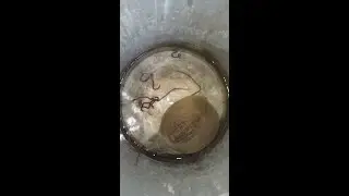 Feeding My Pet with Live Earthworms! 🐢 | Natural Feeding Time#turtlefeeding #feedingtime