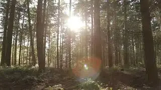 Green Forest Relaxation, Beautiful Nature Videos FULL HD