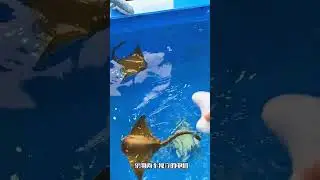 KB034148 KB034149 Manta ray RC electric plastic boat swin water remote control shark