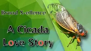 Brood X Periodical cicada rap (Brood  X-ellence)