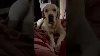 Cooper the Labrador retriever #bollywood #bollywoodsongs #music #song #hindisong #labrador #dog