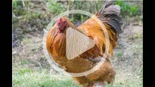 Rare Poultry Breeds Update