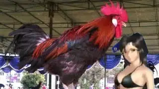 Rooster Crowing Laughing Hen Videos Funny Lock Screen Lava Hots Model Talks Ayano Seto Friends Guess