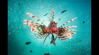 Buceo en Tailandia - Koh Haa  - Enero 2025