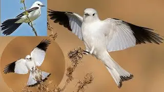 white monjita (Xolmis irupero) is a species of bird in the family Tyrannidae,the tyrant flycatchers.