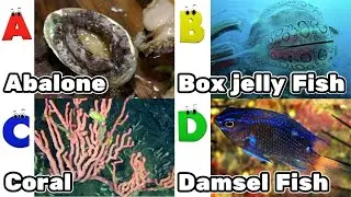 Alphabet Song with Sea Animals | ABC Learning Video for Preschool Kids | Koko Study Class