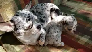 Twins.. Merle Chihuahua and her adorable baby