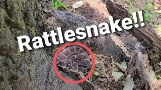 FOUND A RATTLESNAKE! - Exploring Table Mountain