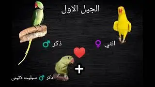 افضل طريقة لانتاج ببغاء الدرة الامريكي اللاتيني !!
