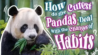 #Panda Moving into A New Luxury Home 大熊貓新家:24小时空调恒温还能随时泡澡