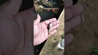 mancing ikan di parit kecil ikan wadernya gacor #mancing #fishing #ikan