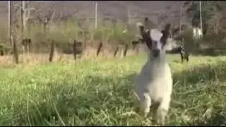 Baby goat hello Motherfucker