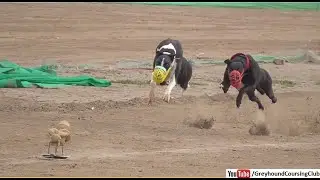 dog race 2023 | greyhound racing | drag race in Pakistan