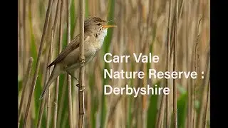 Carr Vale Nature Reserve, Derbyshire.