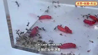 maggots vs ants