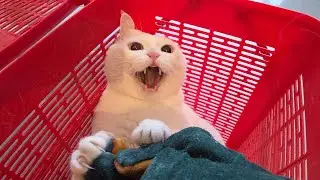I stopped her grooming. White female cat 🙀. Murder Mittens!!!