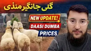 Gali Jangir Mandi Latest Update | Dumba Prices Today | Usama Zamir Vlogs#breeder #sheep #goatfarming