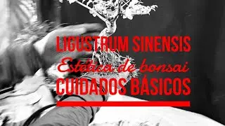 Parte I. Ligustrum sinensis  - Trabalho como bonsai - Tratamento da madeira e cuidados b&aacute;sicos